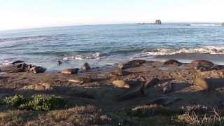 Majestic Elephant Seals Fight on Beach California Coast Highway 1 [upl. by Irrep602]