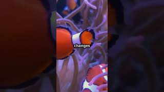 Discover the Clownfish Gender Swap [upl. by Pich632]