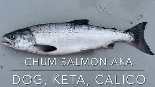 How to identify Chum Salmon [upl. by Gittle]