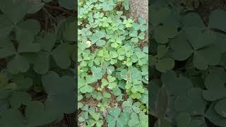 Oxalis plant increases day by day yshortspls likeampsubscribe🙏🙏🙏🙏 [upl. by Surat831]