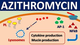 Azithromycin  Mechanism side effects precautions amp uses [upl. by Tsnre]