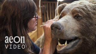 Inside the World Taxidermy Championships  Taxidermists [upl. by Anitnoc]