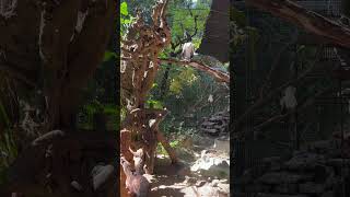 White bellied sea eagles 🦅🦅 at Dehiwala Zoological Garden in Sri Lanka [upl. by Etnahs]