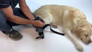 Dog knee brace instructions [upl. by Aikrehs]