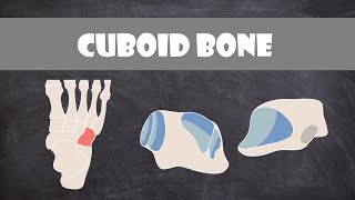 Cuboid Bone  Anatomy [upl. by Hortensa]