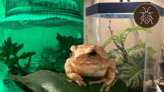 Upgrading the Spring Peeper Terrarium [upl. by Kubis]