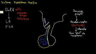 Secreção e regulação de GnRH FSH e LH [upl. by Nylarahs185]