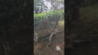 Munnar is soo beautiful 😍munnar keralatourism travel nature trendingshorts shortvideo [upl. by Abbye]