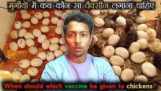 Desi Murgi Vaccine  Homemade Incubator azizpoultrybihar [upl. by Irahs]