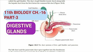 Class 11 BiologyCh16 Part3Digestive glandsStudy with Farru [upl. by Viradis283]