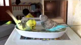 Budgie bath time [upl. by Susy306]