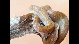 Boaedon capensis  INFORMAZIONI  serpente africano delle case [upl. by Vera659]