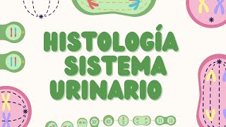 Histología del Sistema Urinario Estructura y Función [upl. by Oribella]