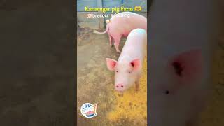 Karimngar pig farm for details 9177704072 pig karimnagar farming telugu animals funny comedy [upl. by Drawets776]