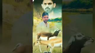 एक हिरन ने लंका चलवाई थी दूसरा हिरन पूरा बॉलीवुड 🦌🦌 bollywood [upl. by Alrad772]