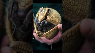 Did YOU KNOW this about the NineBanded Armadillo❓ shorts [upl. by Tneicniv]