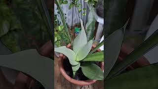 241024 2000 Sansevieria MoonShine ou MoonLight [upl. by Bethena]