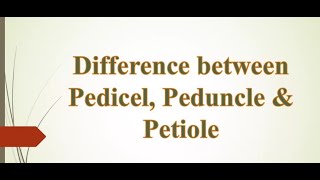 Pedicel Peduncle amp Petiole [upl. by Nit]