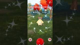 Shiny Sentret Found In The Wild Not Bad IVs  capcut pokemongoshiny pokemongo [upl. by Poyssick906]