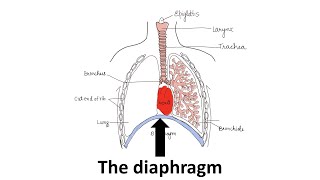 The diaphragm Prof Dr Md Ashfaqur Rahman [upl. by Wurst]