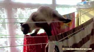 Cheezburger  Tightropes Kitteh [upl. by Sirrad106]