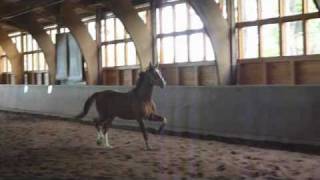 wwwreitschulesandbrinkde 2 year old stallions and mares Dressage [upl. by Marilee153]