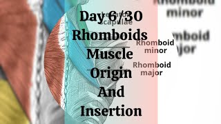 Day 630 Rhomboids muscle origin and insertion [upl. by Zetta180]