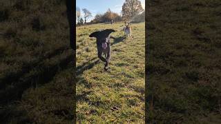 Walking dogs FUN  Labrador retrievers amp Cockerpoos [upl. by Palocz]