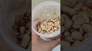 Easiest way to peel peanuts tipsandtricks lifehacks [upl. by Alemak]