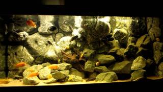 Malawi mbuna tank update [upl. by Nonnaehr]