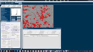 Quantification of neurite formation [upl. by Lemart]