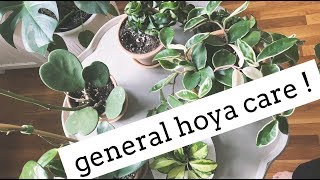 hoya plant care tips  easy care house plants [upl. by Busch163]