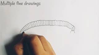 How to draw julus millipede  julus millipede diagram [upl. by Johnson]