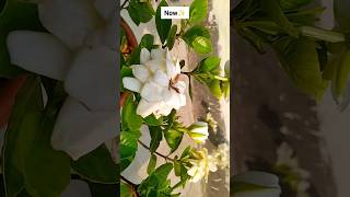 Gardenia PlantMonsoon Gardening shorts viral gardening [upl. by Cristin]