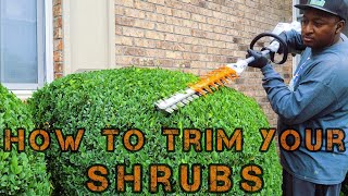 HOW to trim your Shrubs  FAST and EASY [upl. by Neema255]