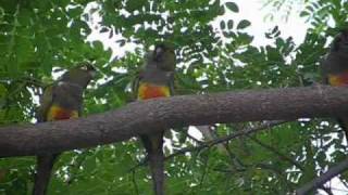 Feral Parrots in Hawaii [upl. by Nacim]