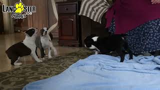 Happy Boston Terrier Puppies [upl. by Munford]