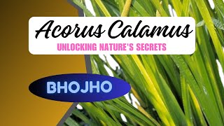 Unlocking the Secrets of Acorus Calamus Benefits Uses amp Cultivation Tips [upl. by Cohdwell]