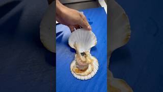 scallop seafood trending chefs food cooking recipe foodie scallops [upl. by Nortal723]