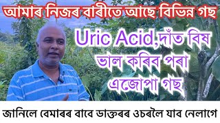 বেমাৰ ভাল কৰিব পৰা এজোপা গছ॥URIC ACID TREATMENT॥HOME REMEDIES FOR URIC ACID॥STOMACH PAIN TREATMENT [upl. by Anujra]