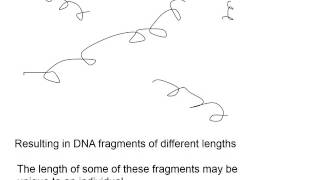 Genetic profiling WJEC 71 [upl. by Misha29]