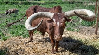 Giant Watusi like a big old dog [upl. by Atikat]