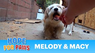 Dog rescue Melody and Macy  Please share so we can find them a home Thanks terriers [upl. by Dilly]