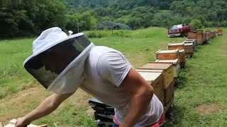 🔵50 HOT hives  Summertime Beekeeping [upl. by Bow211]