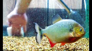 Caribe Piranha eyeing up my hand [upl. by Eylatan881]