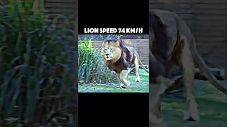 The fastest animal on land trending animals wildlife lion gazelle cheetah hippo shorts [upl. by Anelys707]