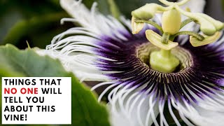 Things that NO ONE WILL TELL YOU About This Flowering Vine Passion Flower Passiflora [upl. by Lamonica366]