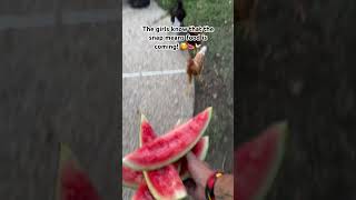 I love how much our girls love watermelon 🐓 chickens urbanhomesteading raisingchickens [upl. by Ahsai]