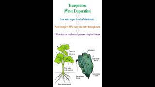 Transpiration Meaning geneticteacher [upl. by Bobbee]