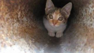 Kitten in the drain pipe [upl. by Yahsram]